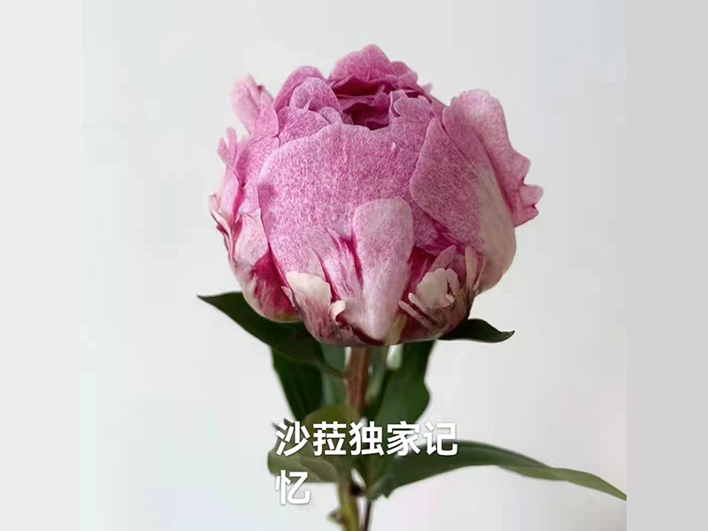 沙菈獨 家記憶 中期 花徑極大 重瓣型